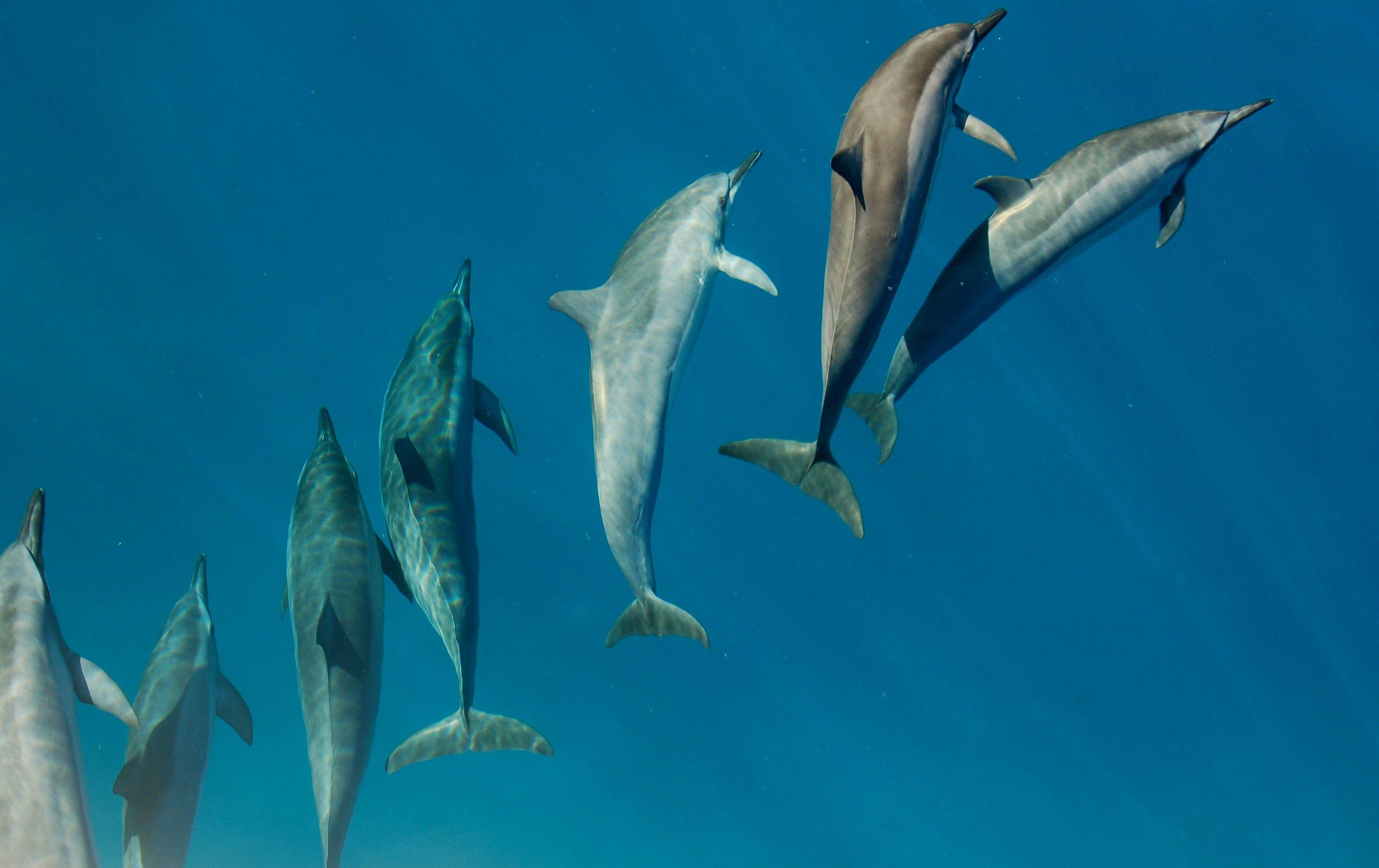 Dolphins: What to Do During a Close Encounter